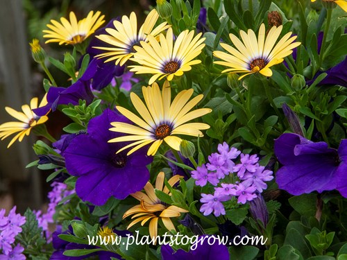 African Daisy 'Lemon Symphony' (Osteospermum) 
Nice color echo with the center of African Daisy Lemon Symphony and the colors of the verbena and Petunia.
